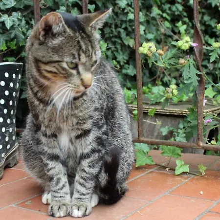 Apartman Onkel Hannes *